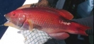 Deep Sea Fishing 2009_1